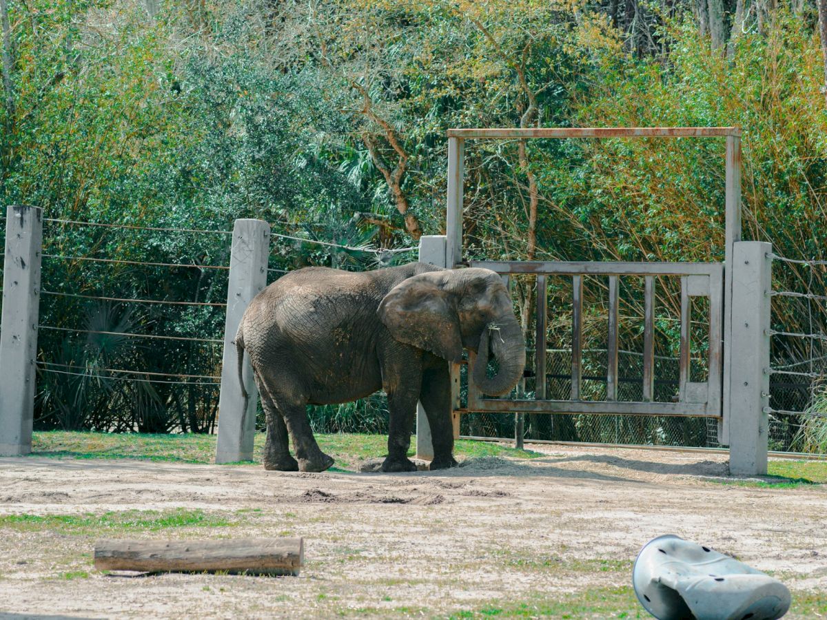 An elephant stands in an outdoor enclosure with a wooden fence and lush greenery in the background.