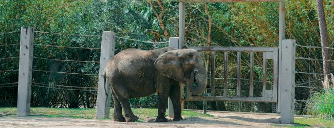 An elephant stands near a gate in a fenced enclosure, with greenery in the background and a piece of equipment on the ground.